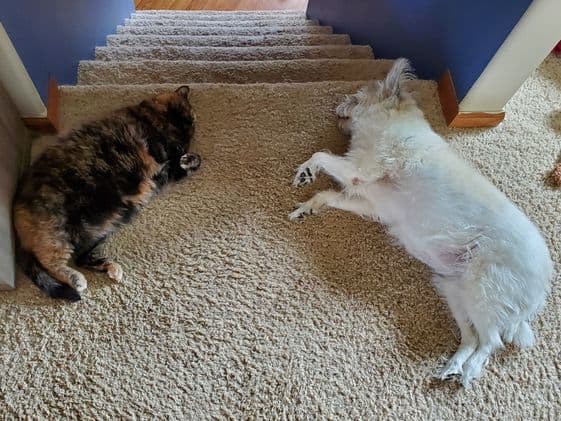A tortoiseshell cat laying at the top of the stairs next to a white dog.
