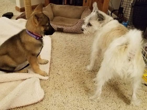 A German Shepherd puppy looking at a white dog.