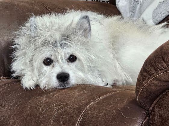 Morgan, a white dog, laying on a chair.