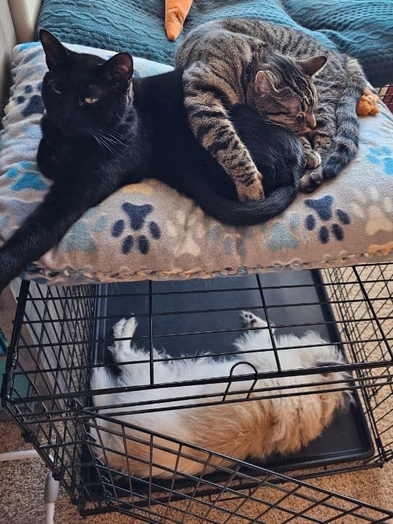 A black cat and a tabby cat laying on top of a wire kennel with a dog in it.