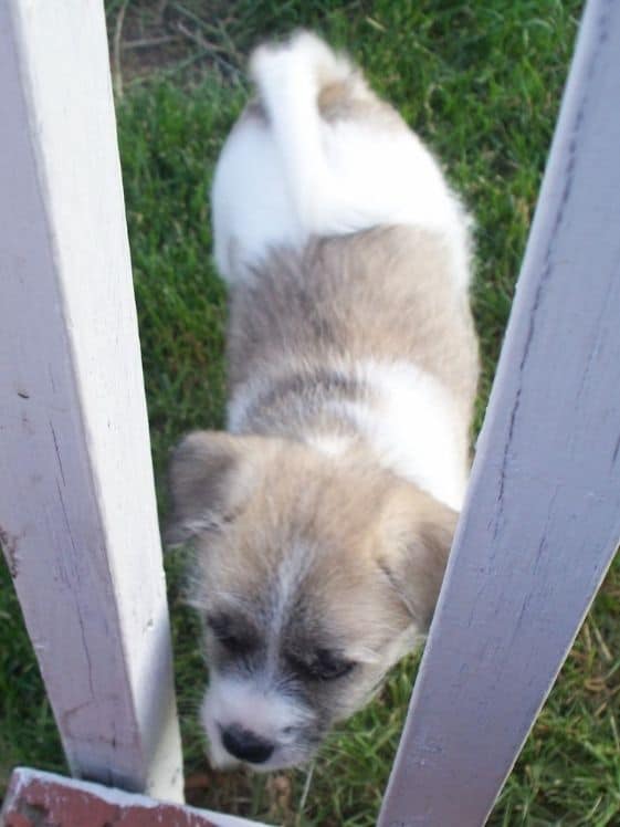 A white and tan puppy.