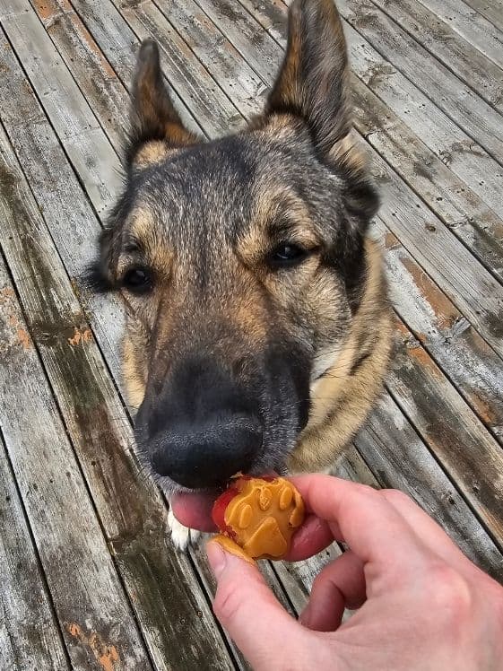 A German Shepherd licking a paw shaped frozen peanut butter and jelly dog treat.
