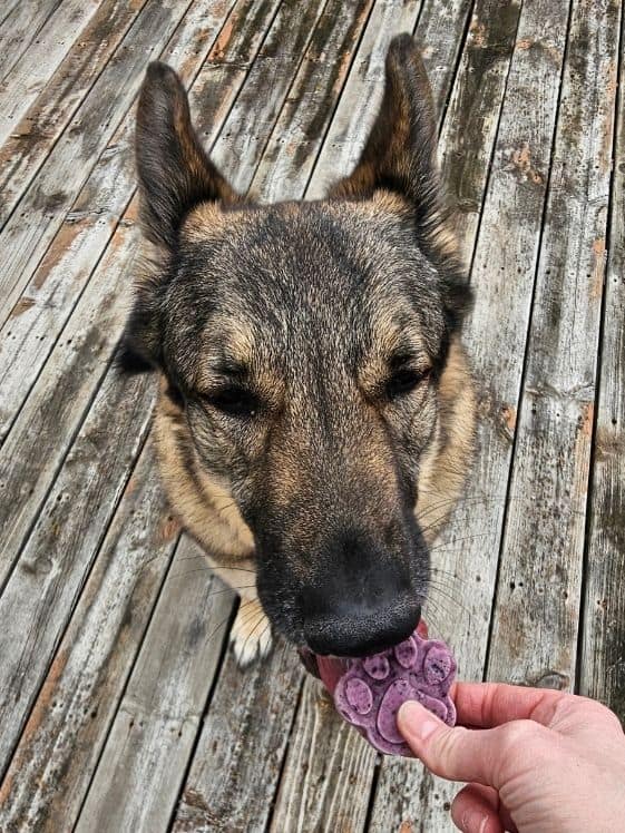 A German Shepherd biting a paw shaped zucchini and blueberry pup pop.
