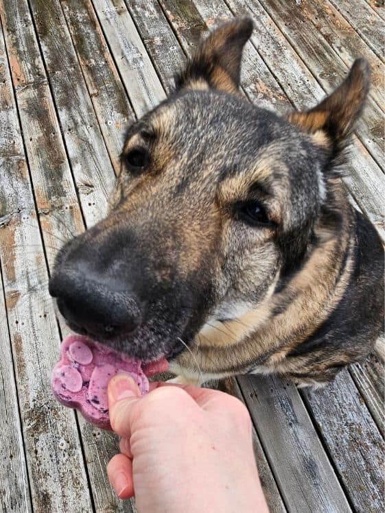 A German Shepherd biting a paw shaped berry ice cream dog treat.