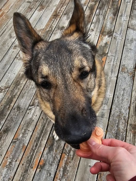 A German Shepherd biting a paw shaped frozen strawberry mango dog treat.