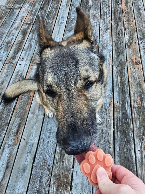 A German Shepherd licking a strawberry mango banana dog treat.