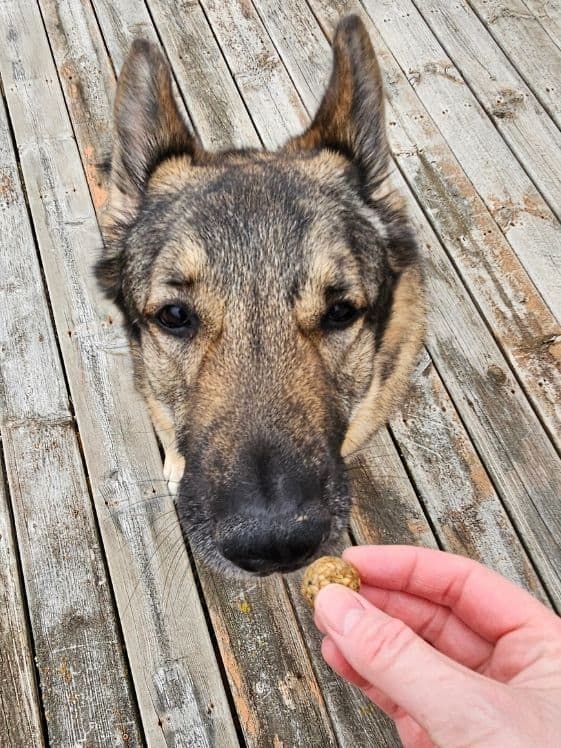 A German Shepherd sniffing a zucchini and banana ball dog treat.