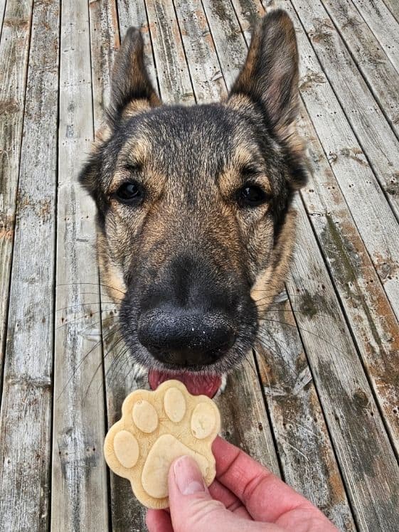 A German Shepherd licking a paw shaped peanut butter zucchini frozen dog treat.