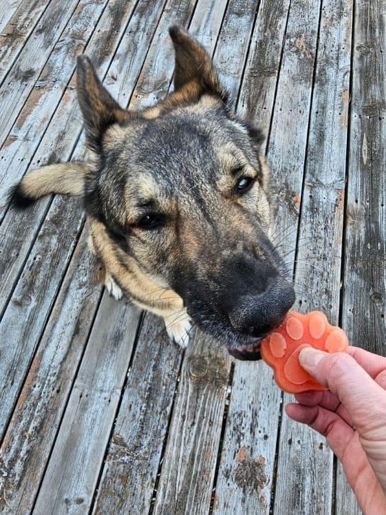 A German Shepherd sniffing a paw shaped strawberry mango pineapple frozen dog treat.