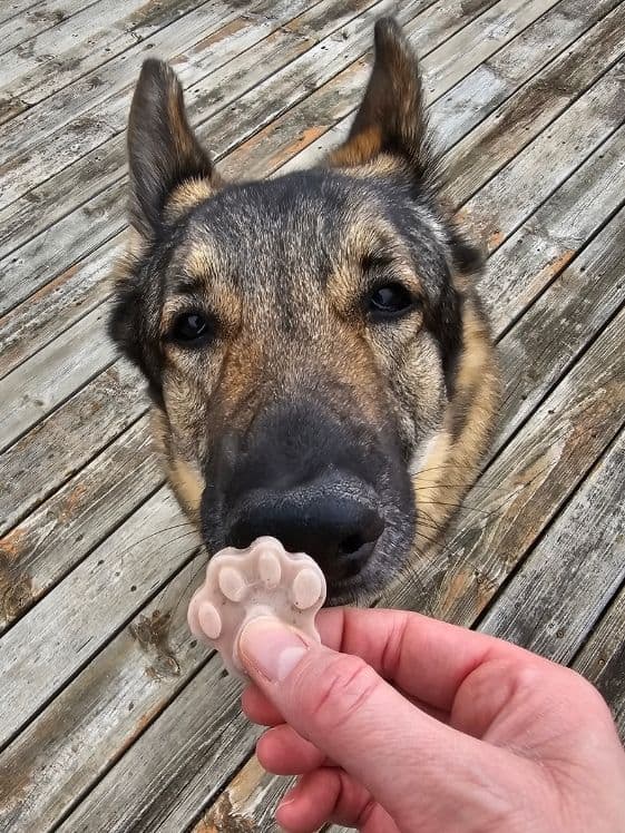 A German Shepherd sniffing a paw shaped berry cool cucumber pupsicle.
