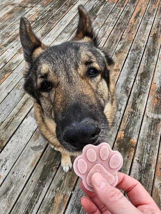 A German Shepherd sniffing a paw shaped frozen cucumber strawberry dog treat.