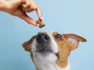 A dog looking at a bone shaped treat held in a person's hand.