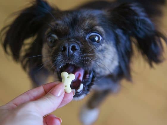 Dog with wide eyes and open mouth about to bite a bone-shaped treat.