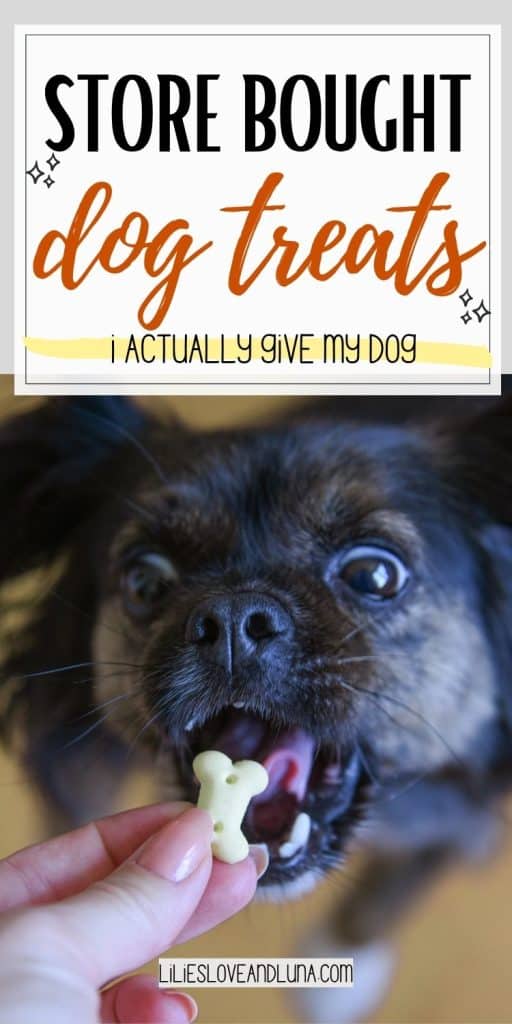 A person holds a small, bone-shaped store bought dog treat in front of a dog that is eagerly anticipating the treat.