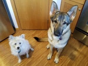 A small white dog and a German Shepherd sitting in the kitchen.