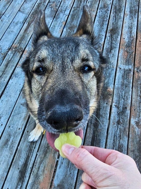 A German Shepherd licking a frozen paw shaped dog treat held in a person's hand.